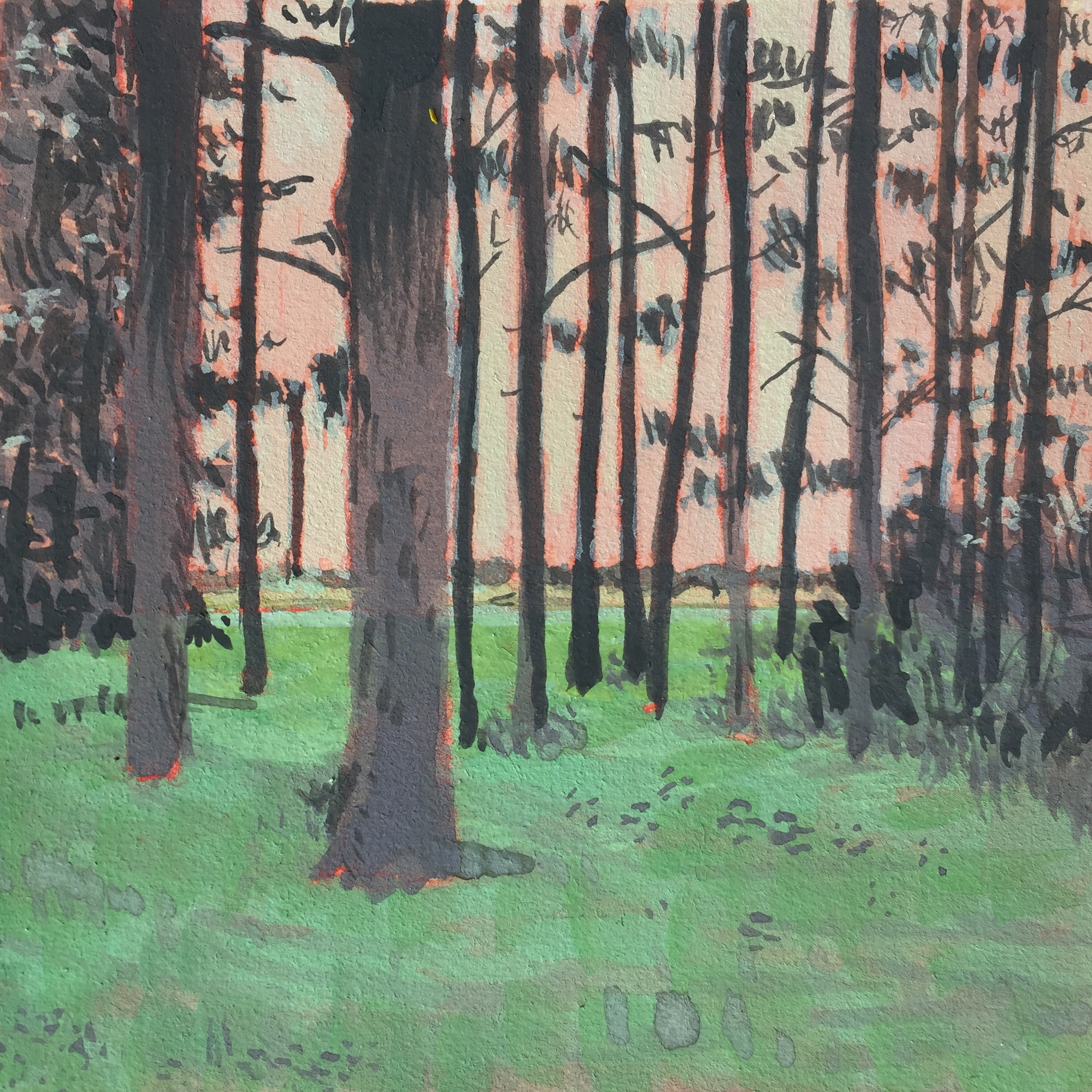 A gouache painting of pine trees at dusk. The sky is sort of pinky-orange-white behind the trees.