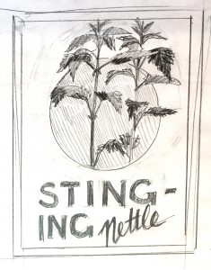 A pencil sketch of two stems of stinging nettle growing up through a circle. The words STING - ING Nettle are below. 