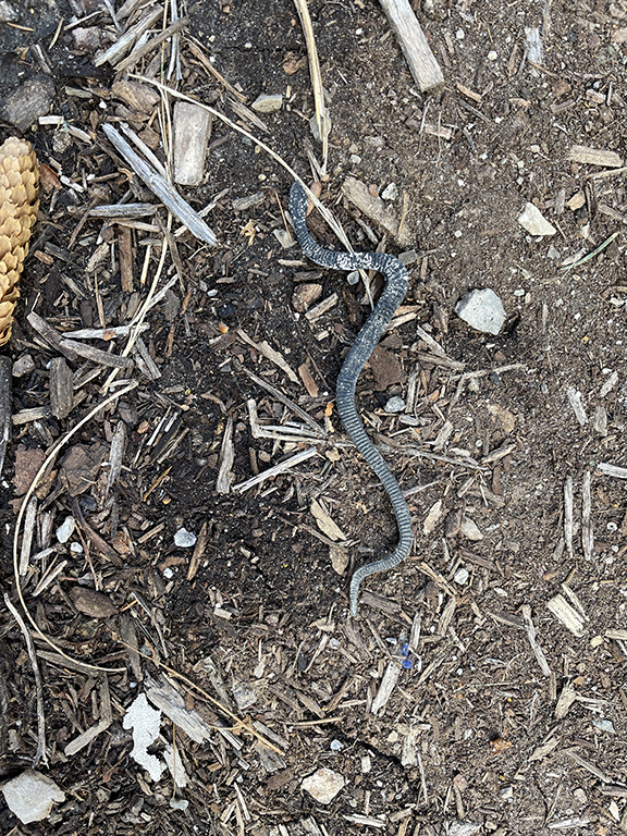 An image of a thin, black, plastic snake lying on some brown mulch. 