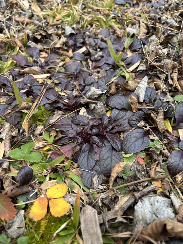 Ground cover in winter with purple leaves